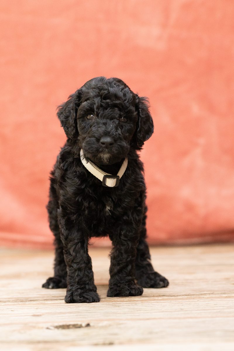 Black standard poodle boy puppy standing on a deck
