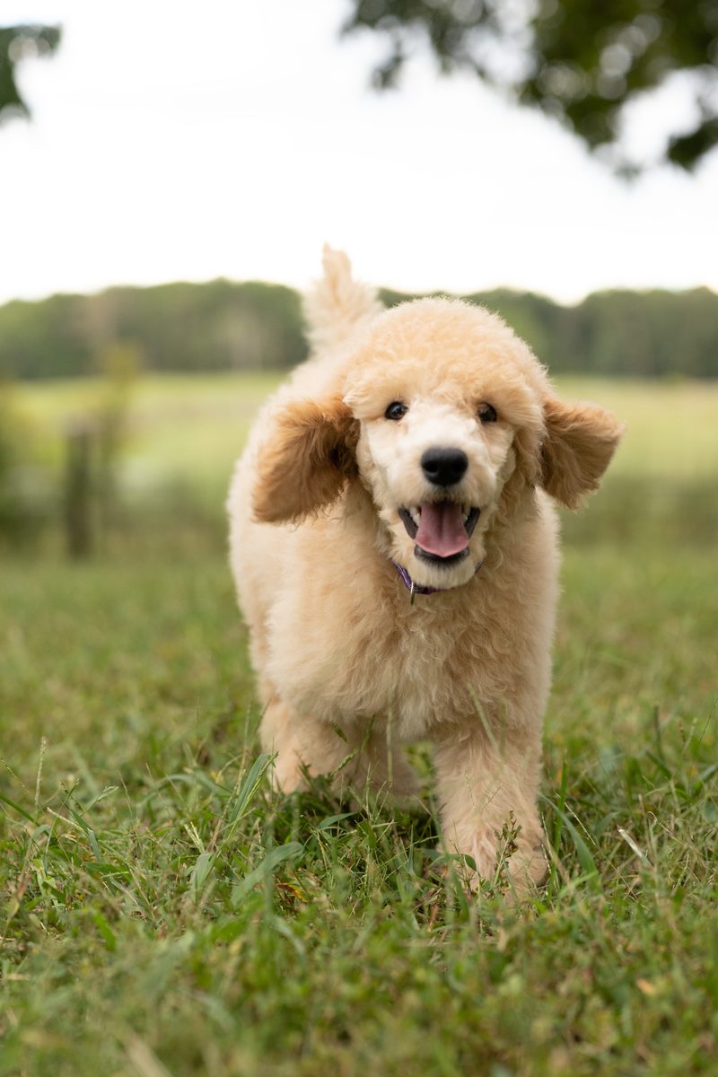 Apricot standard poodle puppy Miss Purple running through the grass