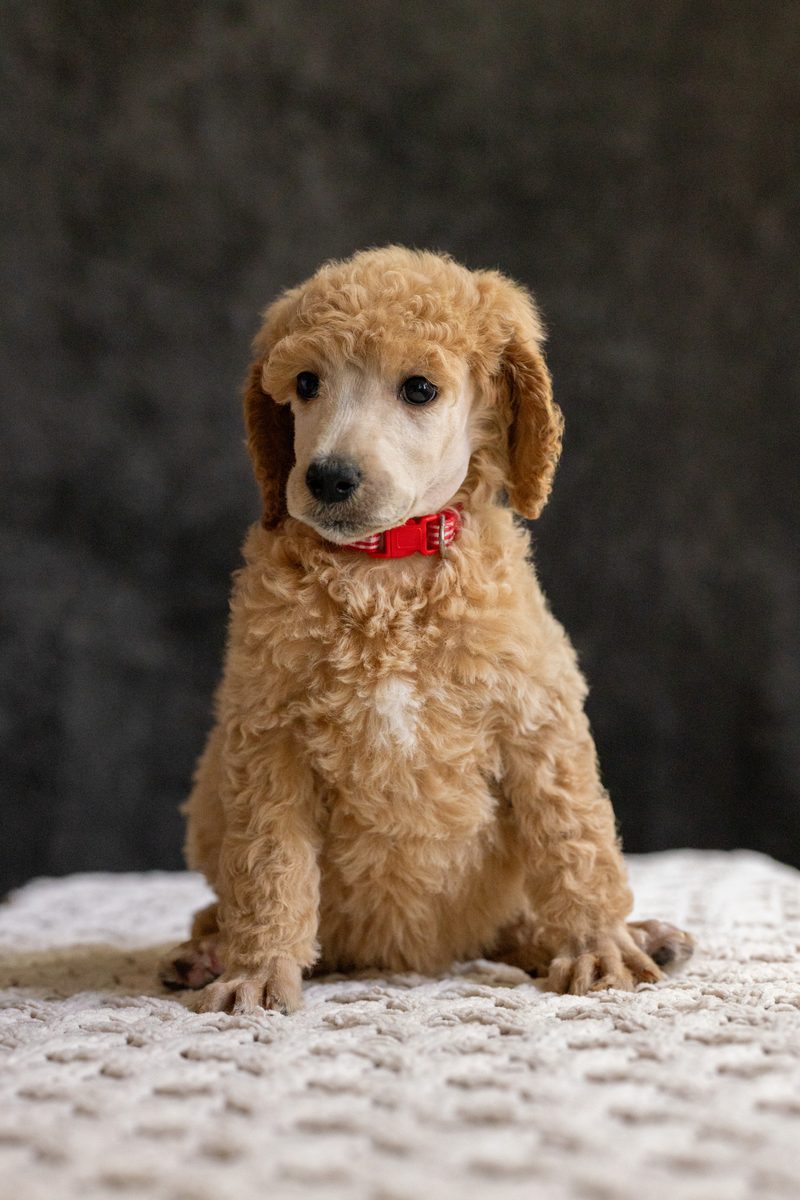 Apricot standard poodle girl puppy in a red collar
