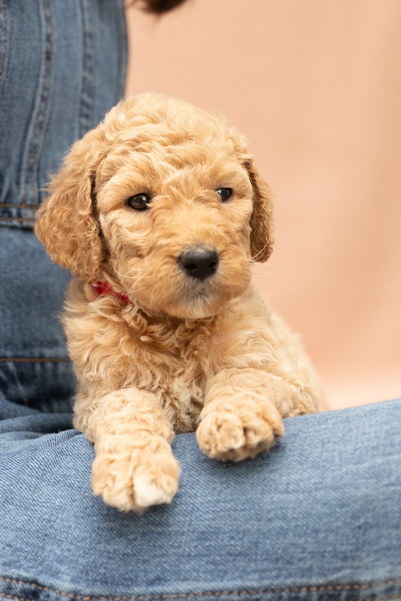 Apricot standard poodle girl puppy in a red collar