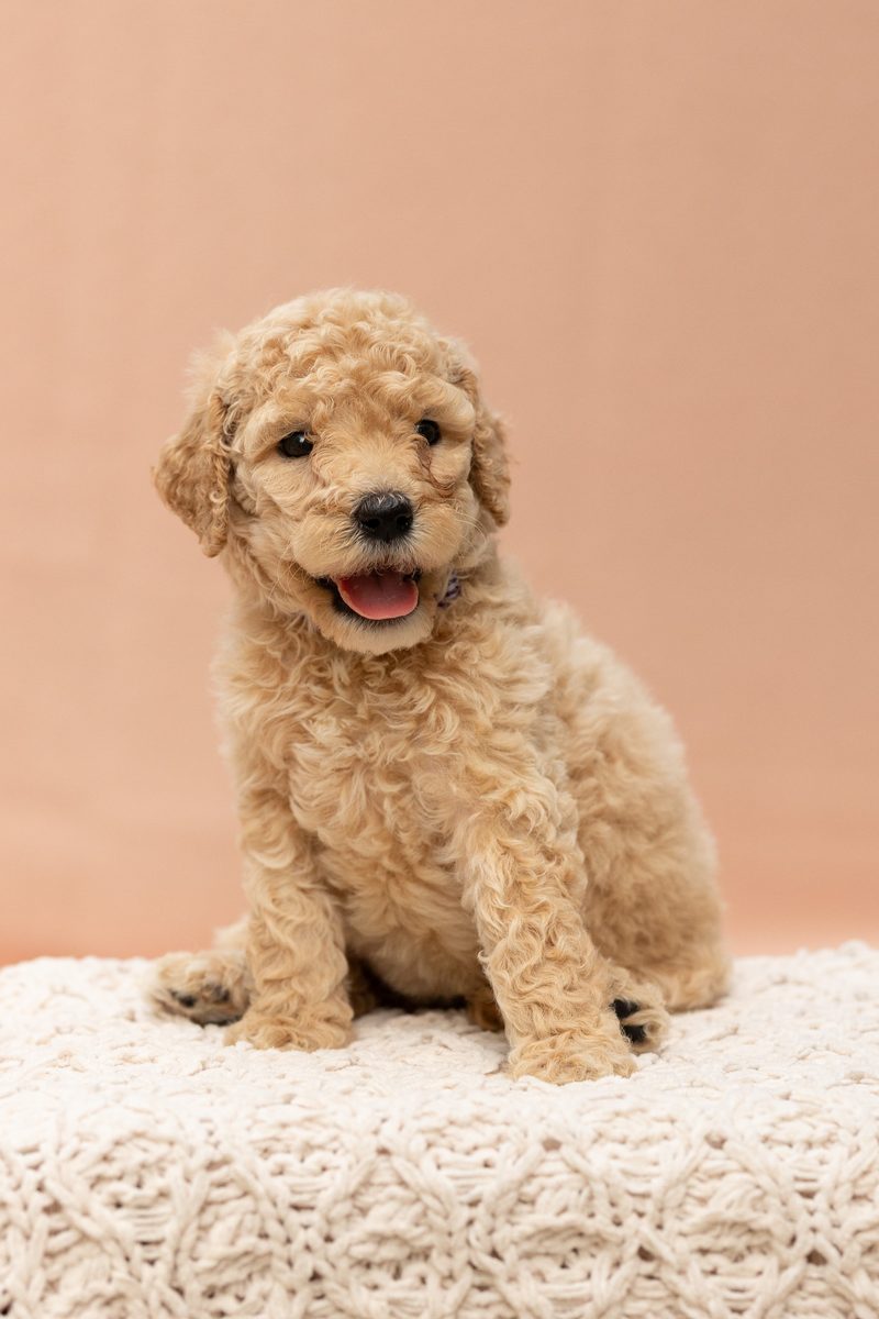 Apricot standard poodle girl puppy in a purple collar