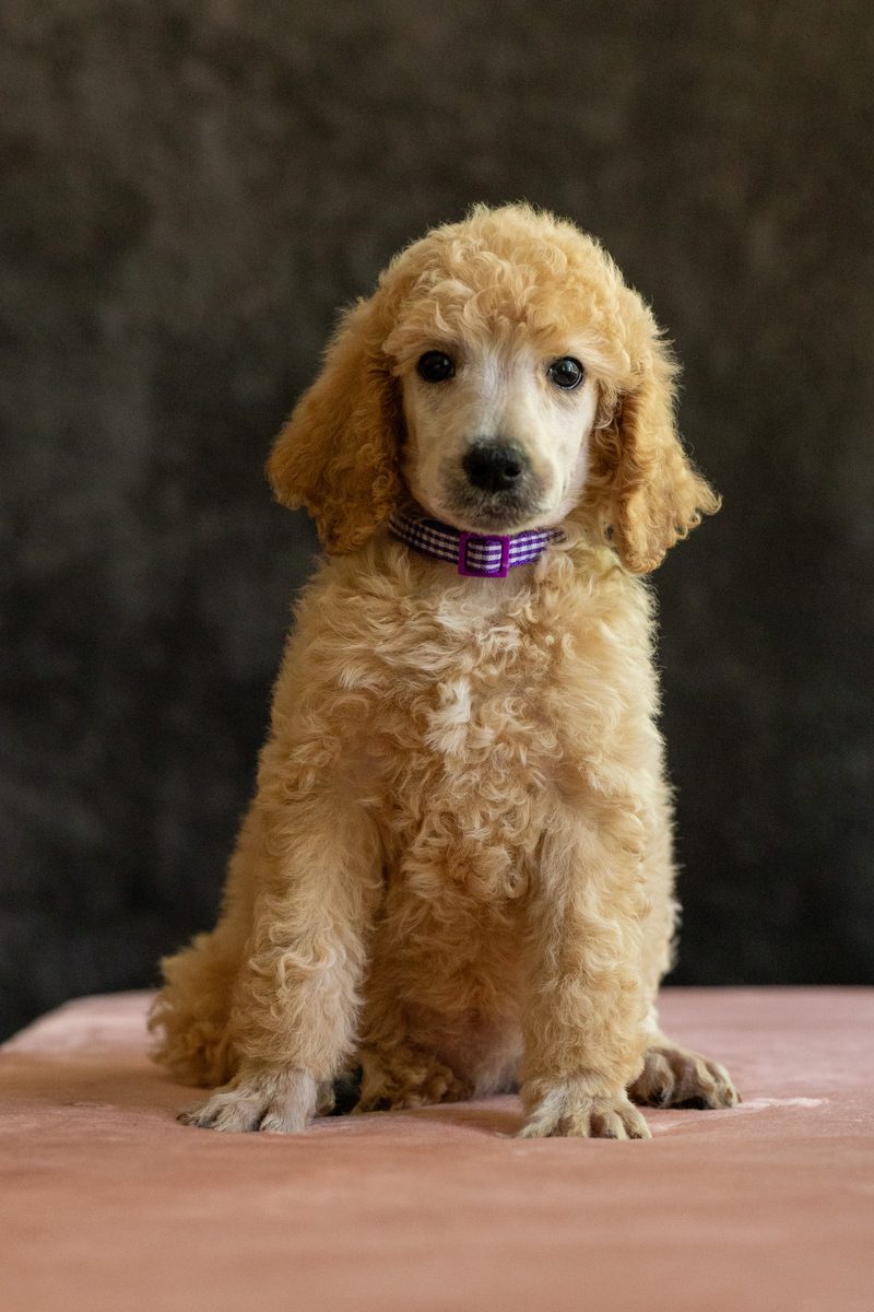 Apricot standard poodle girl puppy in a purple collar