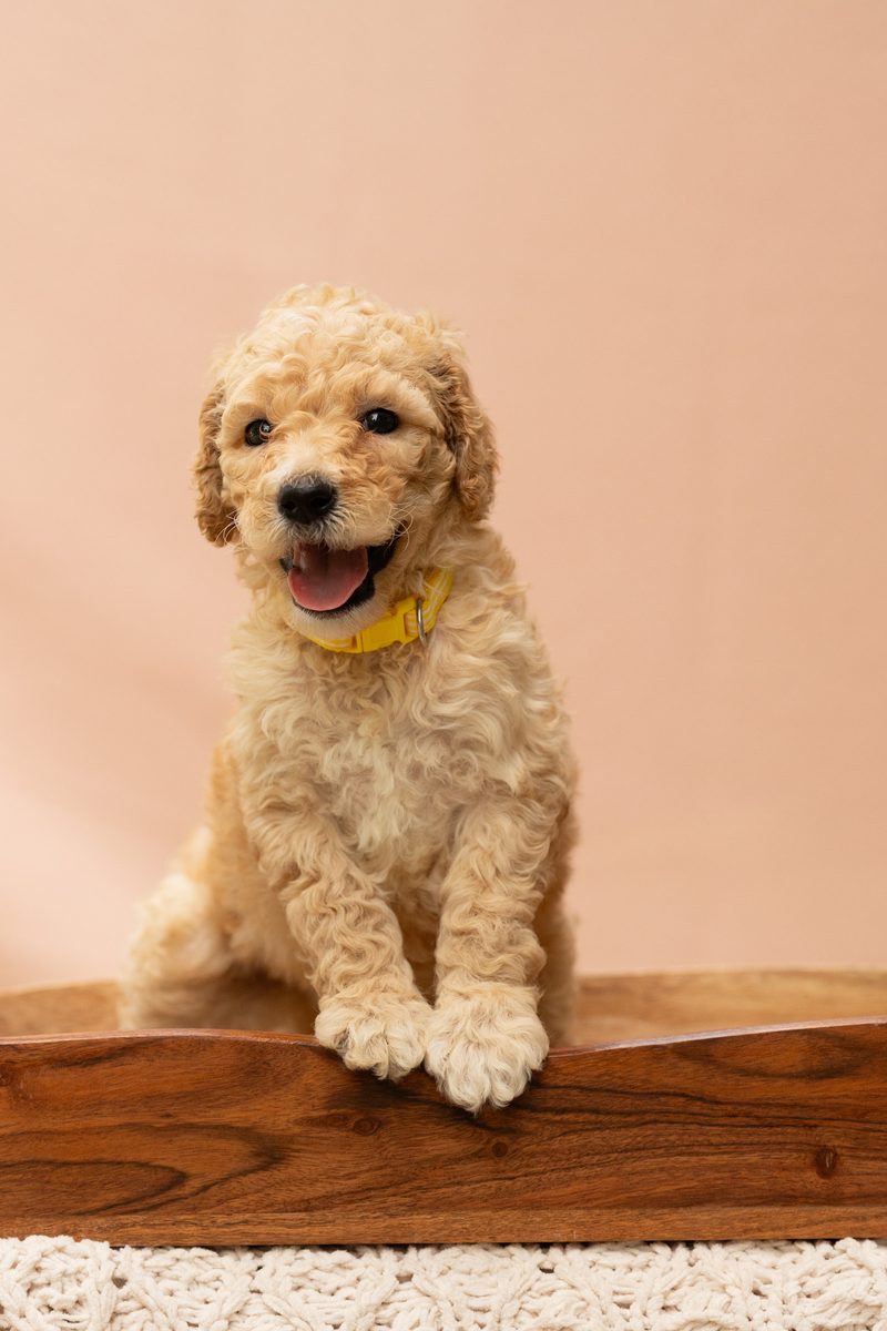 Cream standard poodle girl puppy with a white star on her head, in a yellow collar