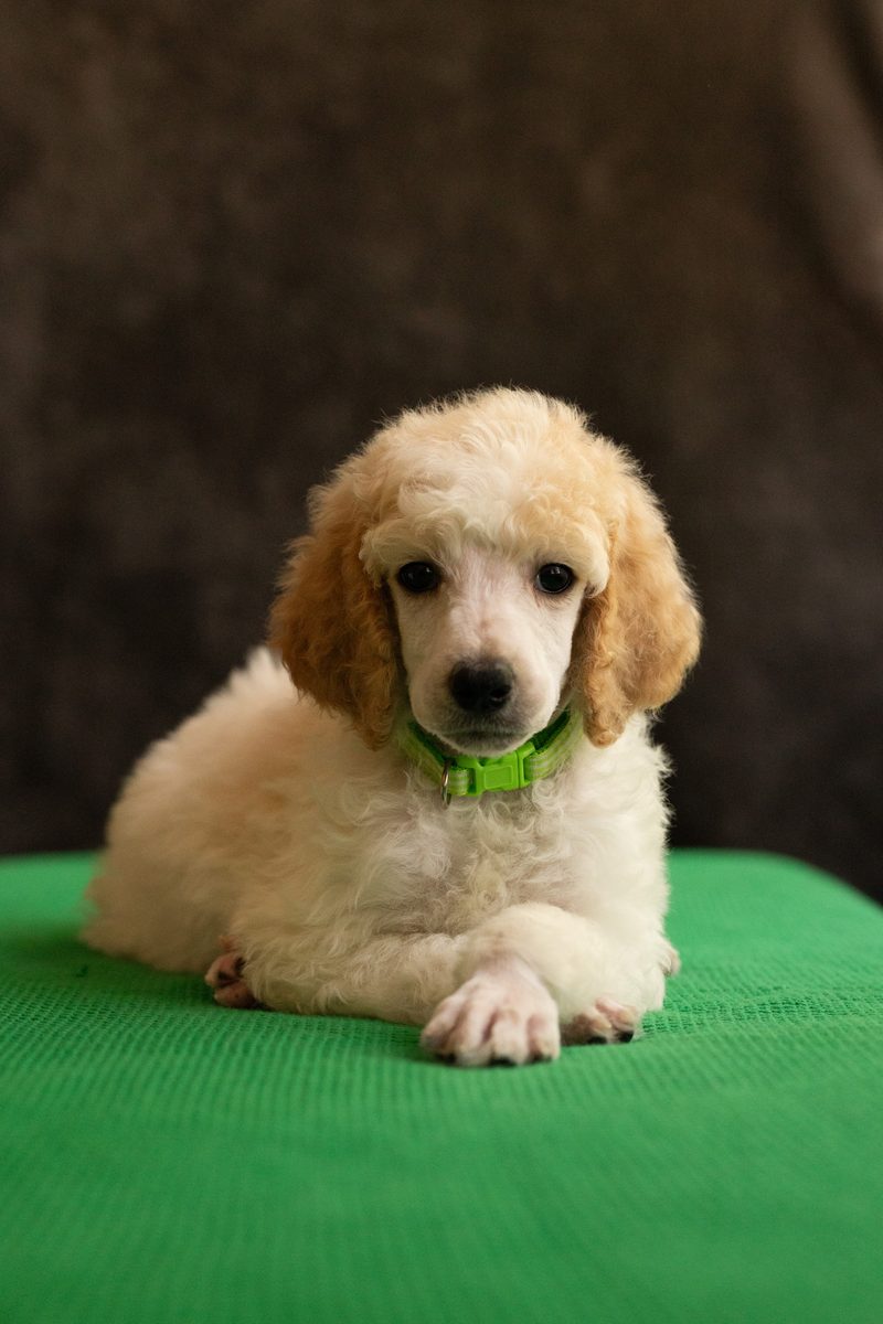 Cream parti standard poodle boy puppy in a green collar lying on a green blanket
