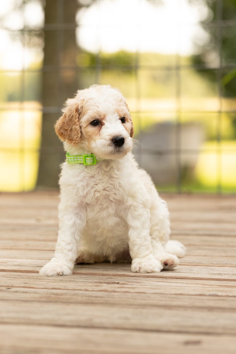 Cream parti standard poodle boy puppy sitting outdoors