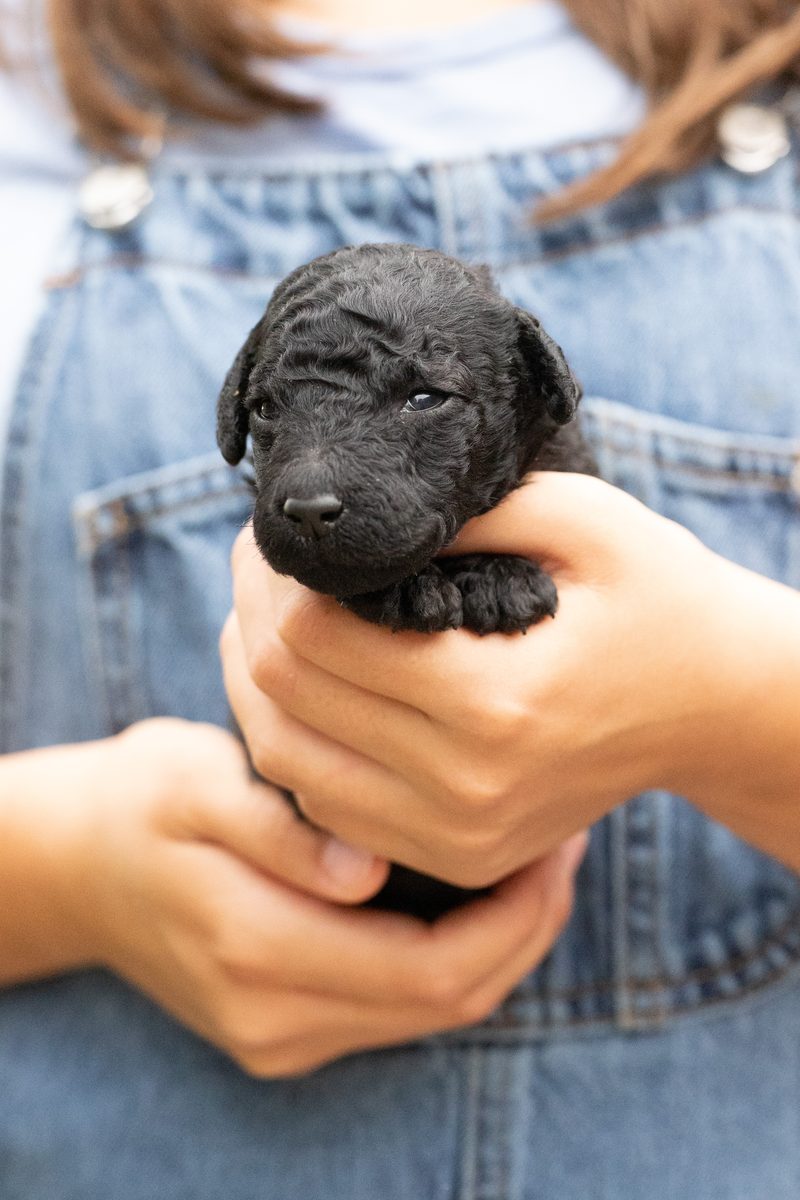 Black standard poodle girl puppy held in cupped hands