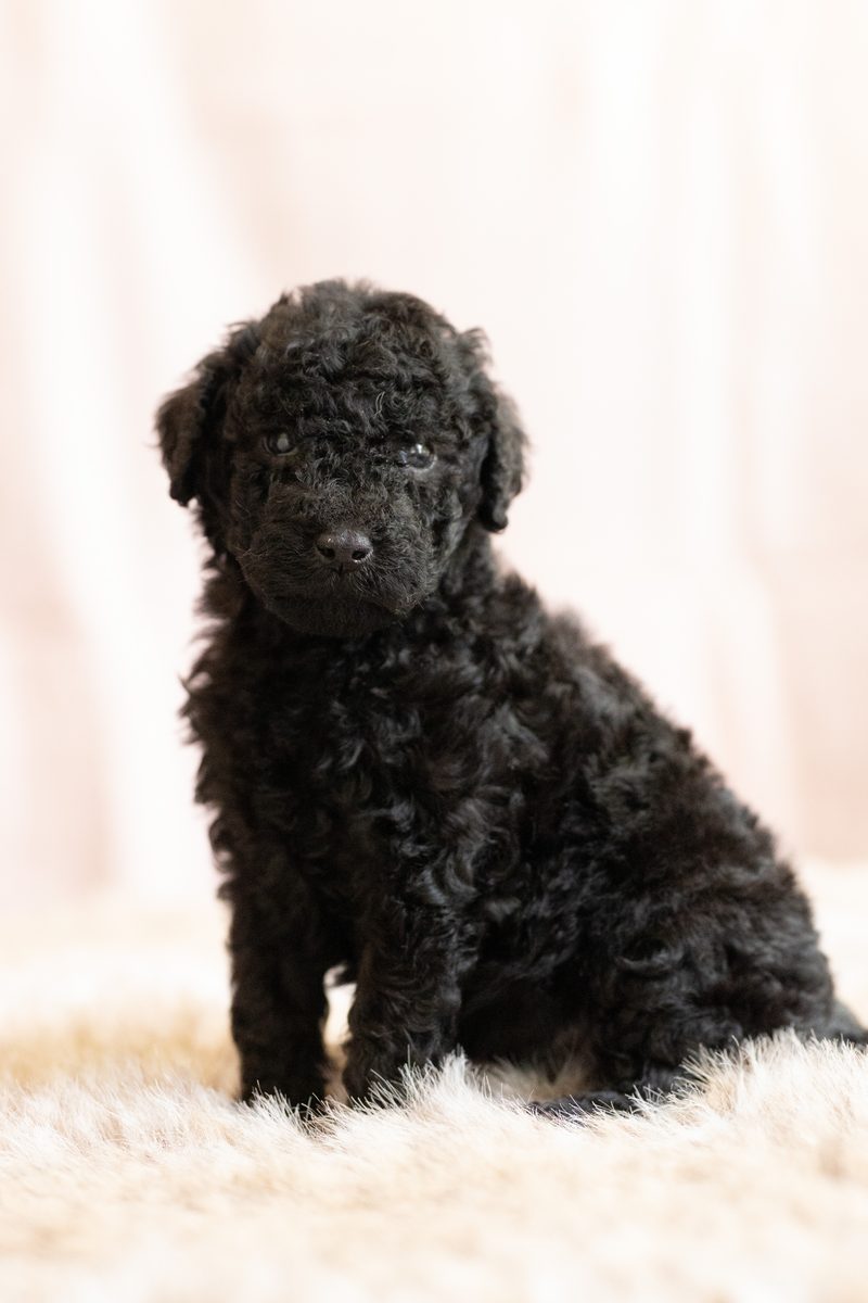 Black standard poodle girl puppy sitting on a fluffy blanket