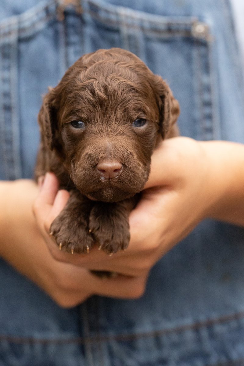 Brown standard poodle boy puppy held in cupped hands