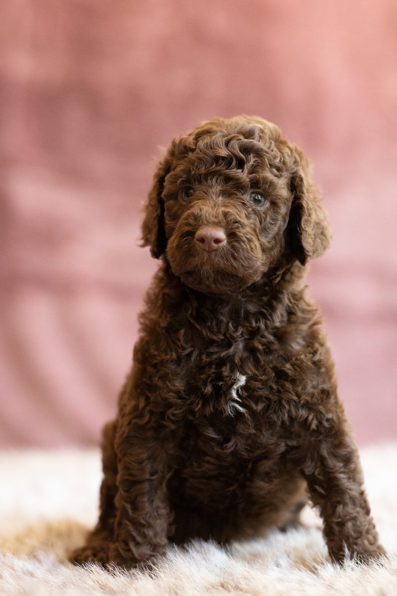 Brown standard poodle boy puppy sitting on a fluffy blanket