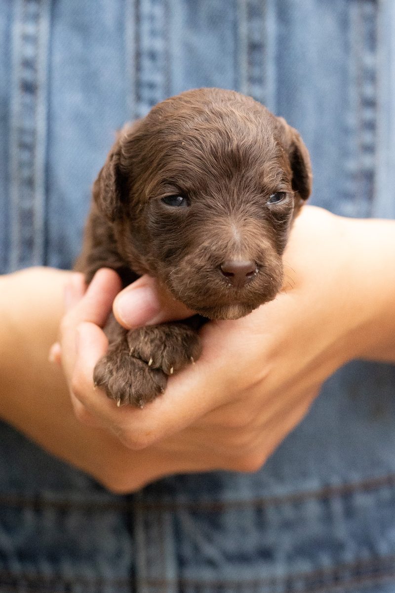 Brown standard poodle girl puppy held in cupped hands