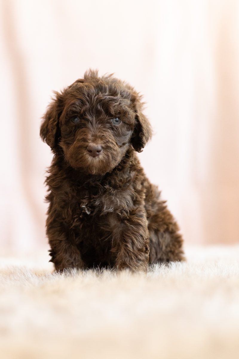 Brown standard poodle girl puppy sitting on a fluffy blanket