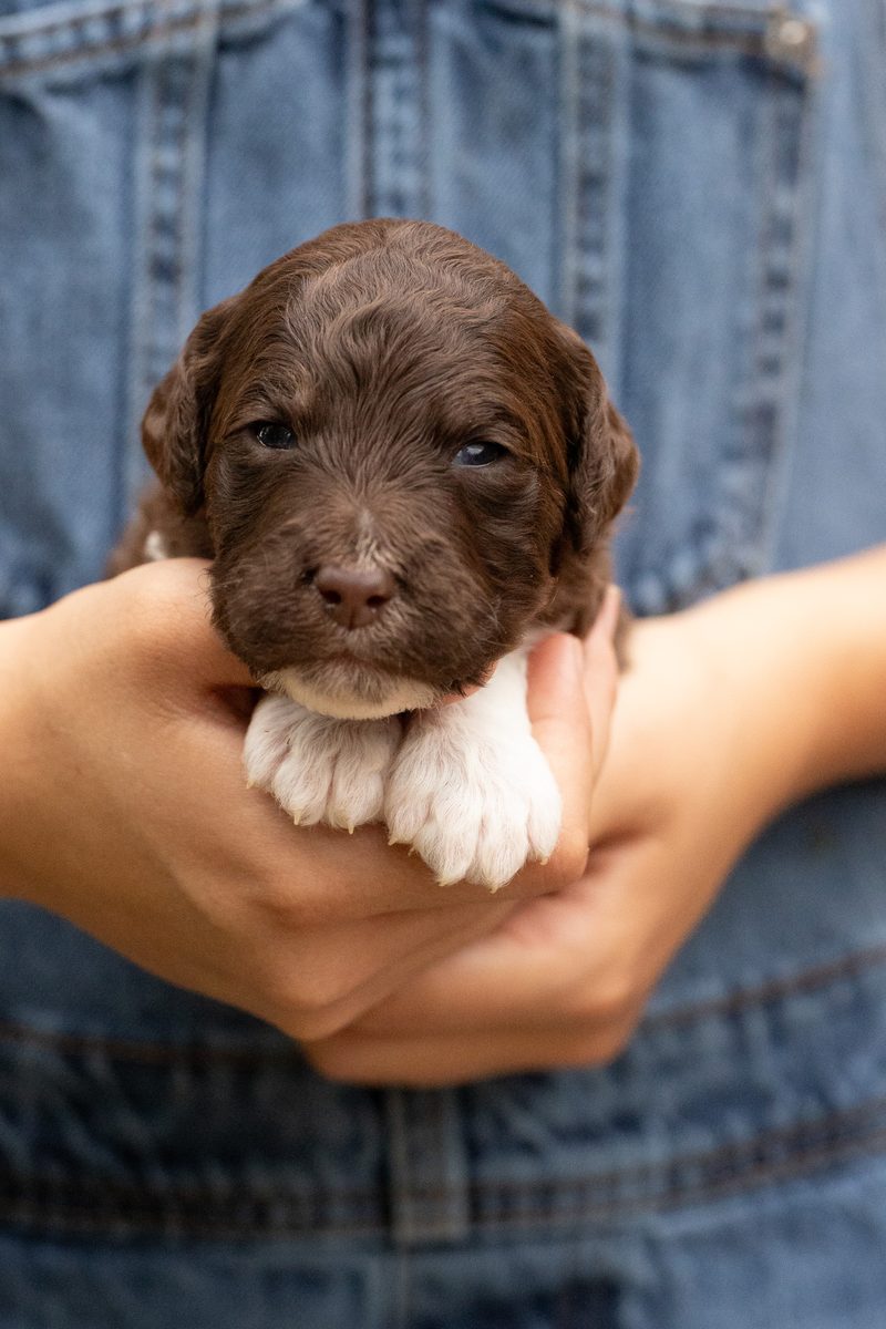 Brown parti standard poodle boy puppy with white paws