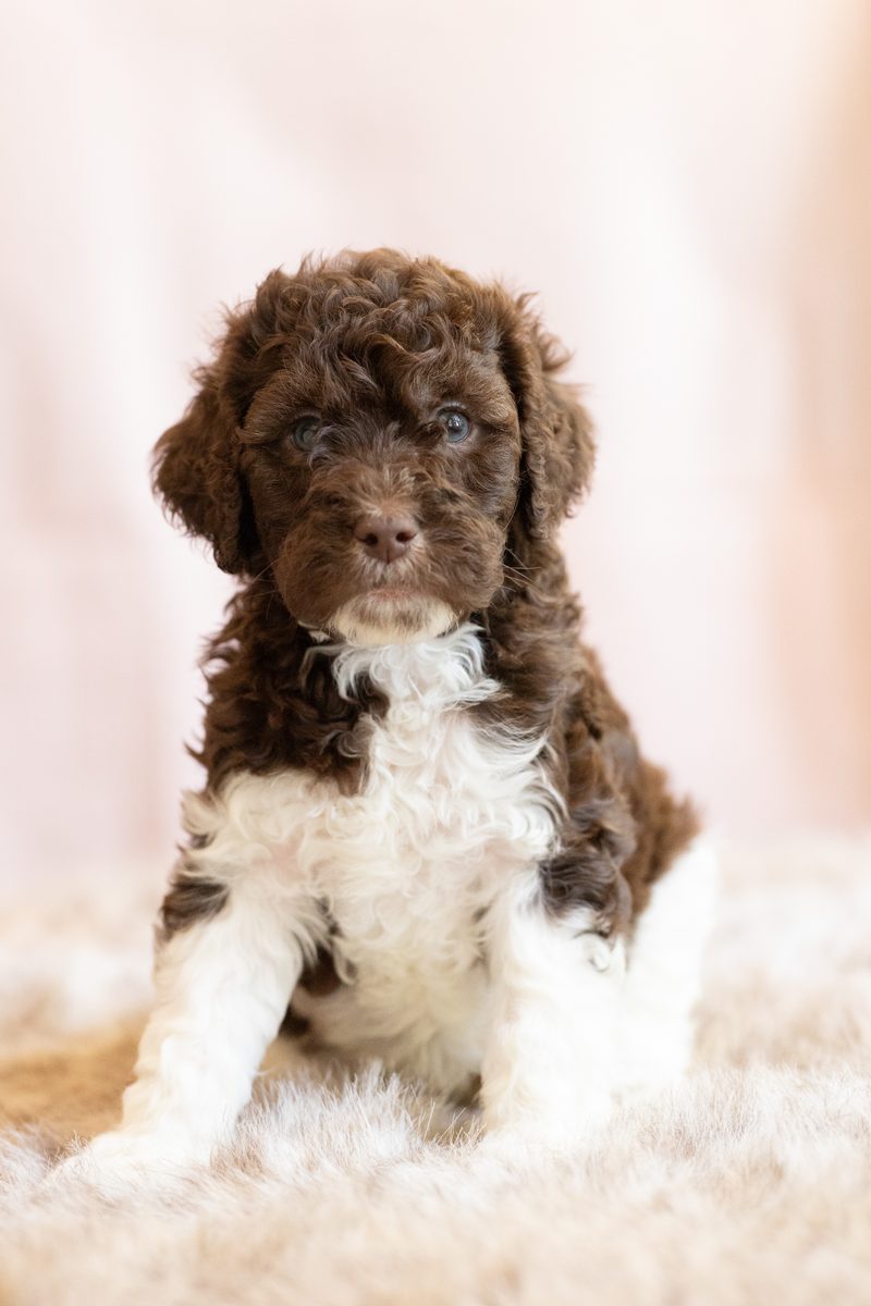 Brown parti standard poodle boy puppy with a white chest sitting on a fluffy blanket