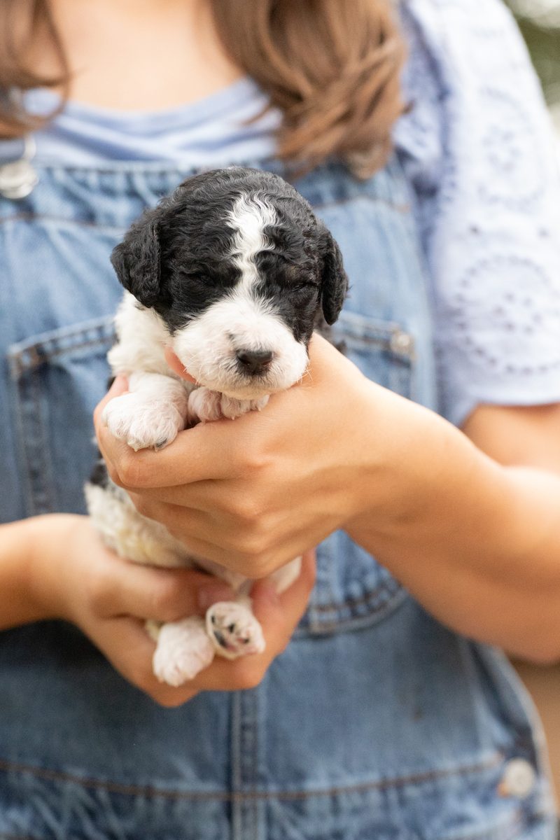 Black and white parti standard poodle boy puppy held in cupped hands