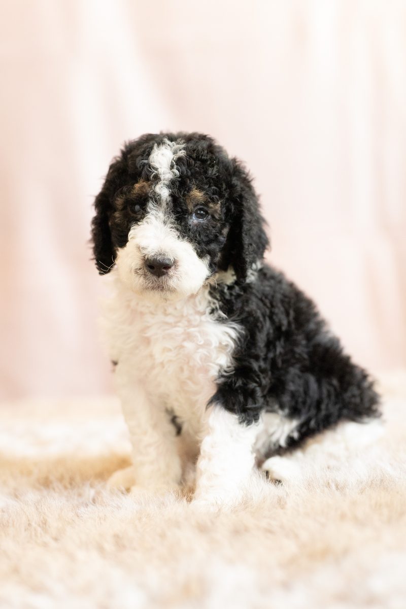 Black and white parti standard poodle boy puppy sitting on a fluffy blanket