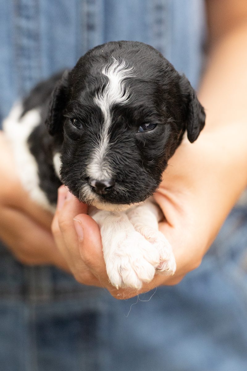 Black and white parti standard poodle boy puppy with a white blaze