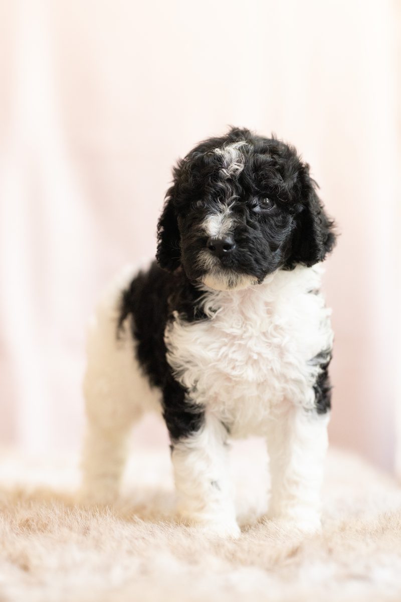 Black and white parti standard poodle boy puppy standing on a fluffy blanket