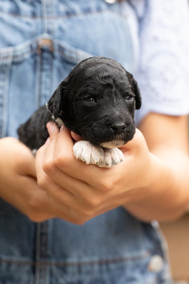 Black and white parti standard poodle girl puppy held in cupped hands