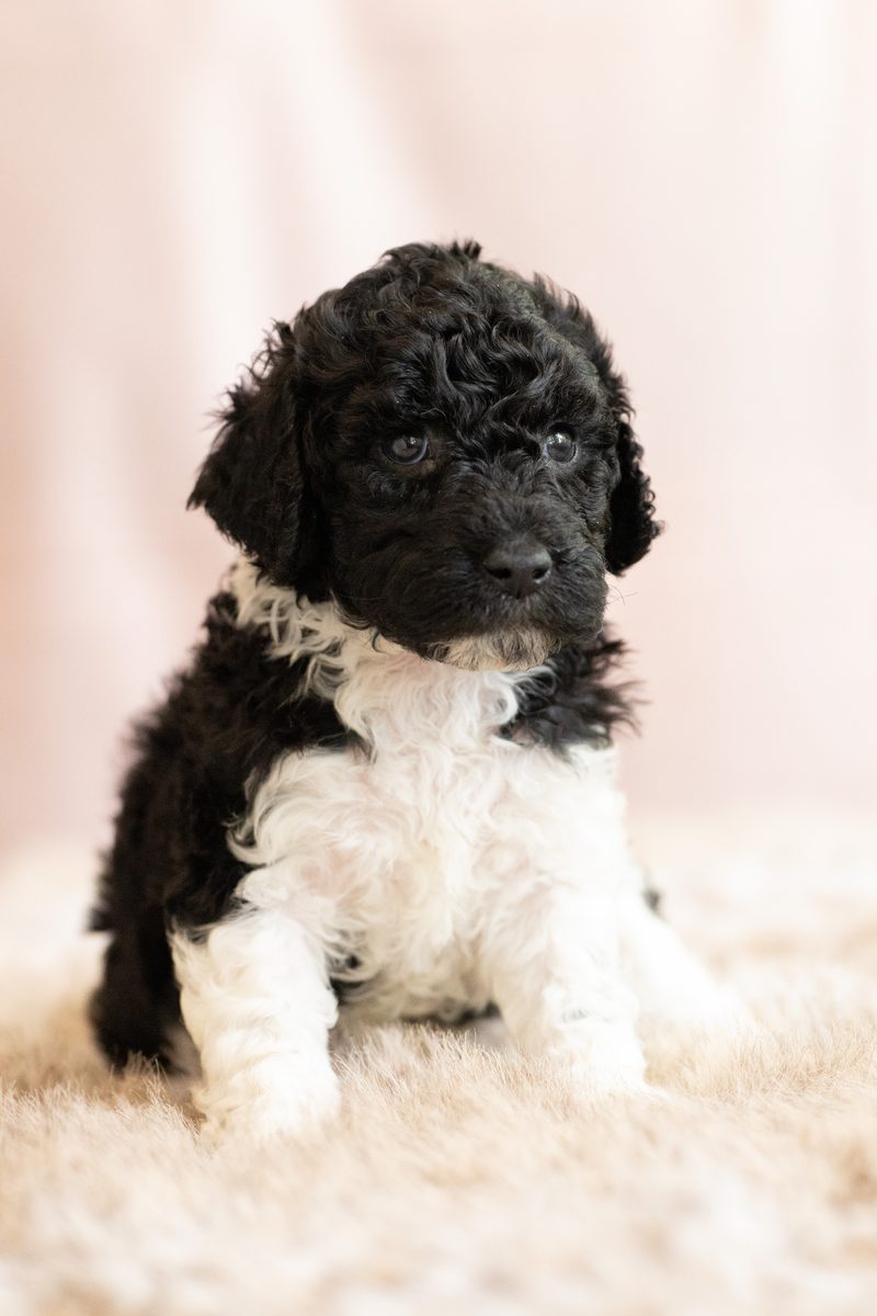 Black and white parti standard poodle girl puppy sitting on a fluffy blanket
