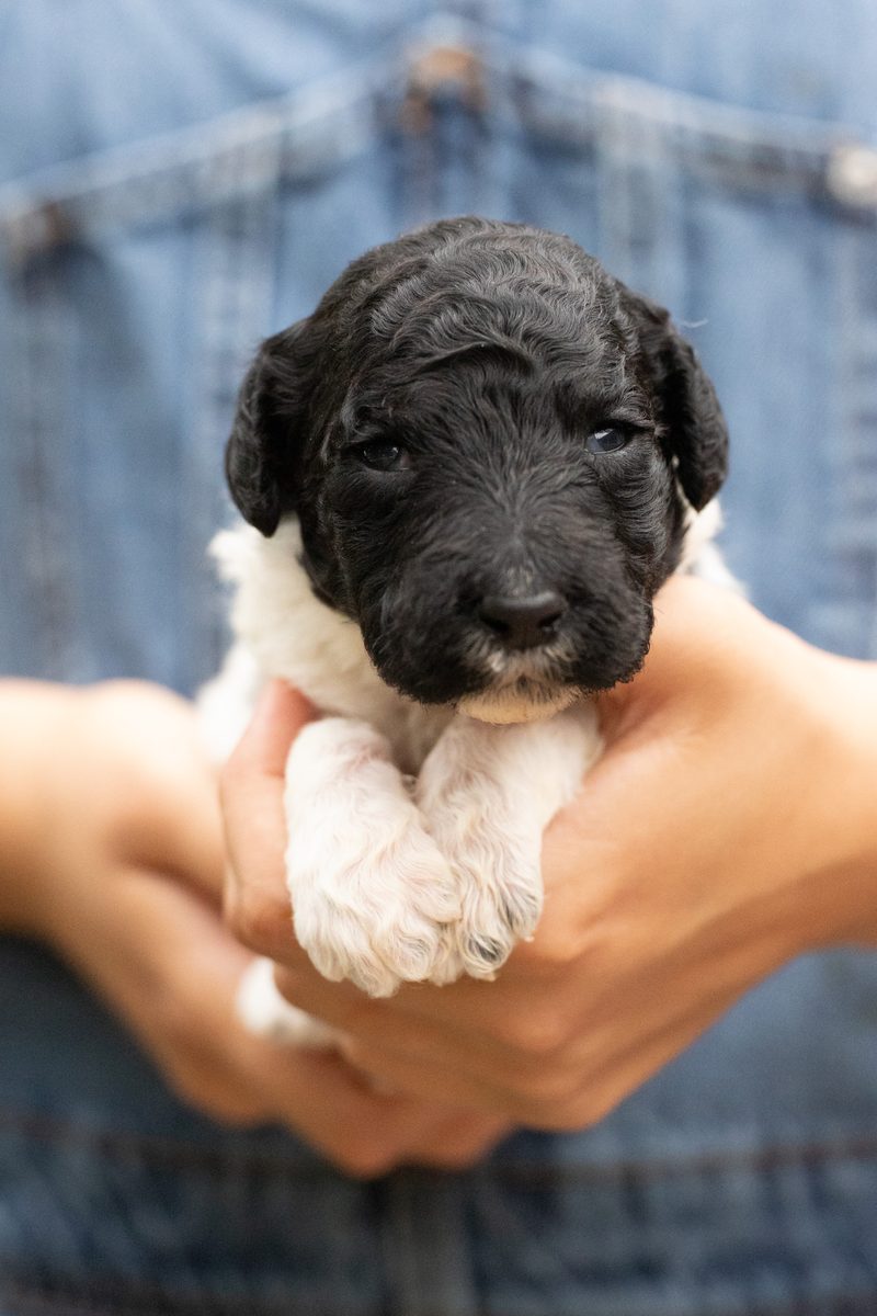 Black and white parti standard poodle girl puppy with a white chest