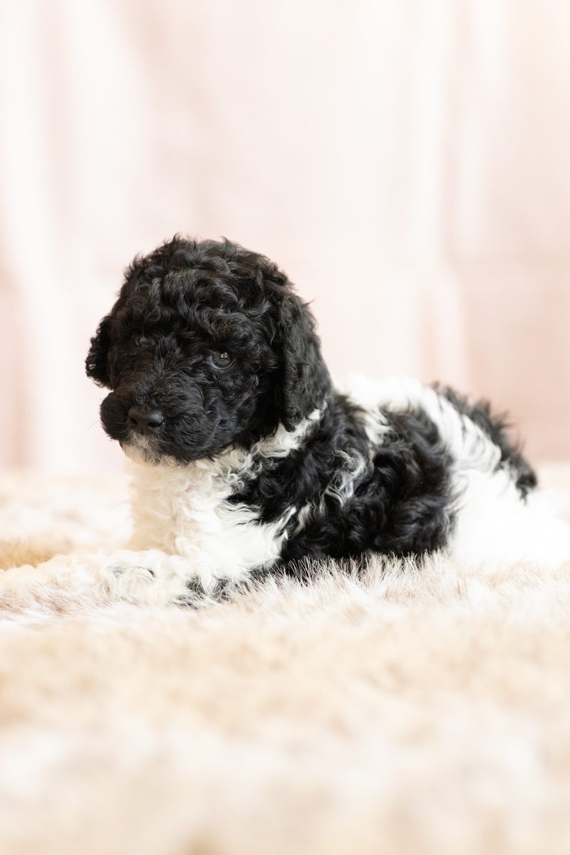 Black and white parti standard poodle girl puppy lying on a fluffy blanket