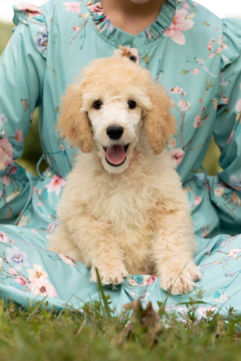 Cream standard poodle puppy Miss Pink sitting in the grass beside a young girl
