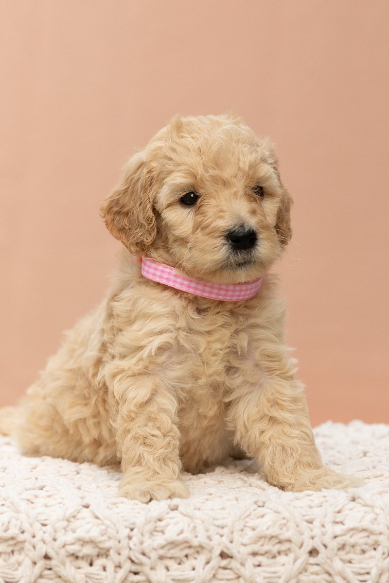 Cream standard poodle girl puppy in a pink collar