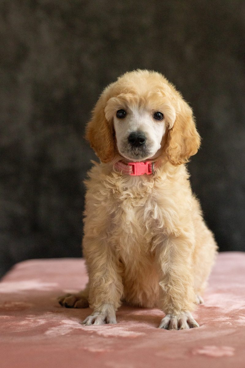 Cream standard poodle girl puppy in a pink collar