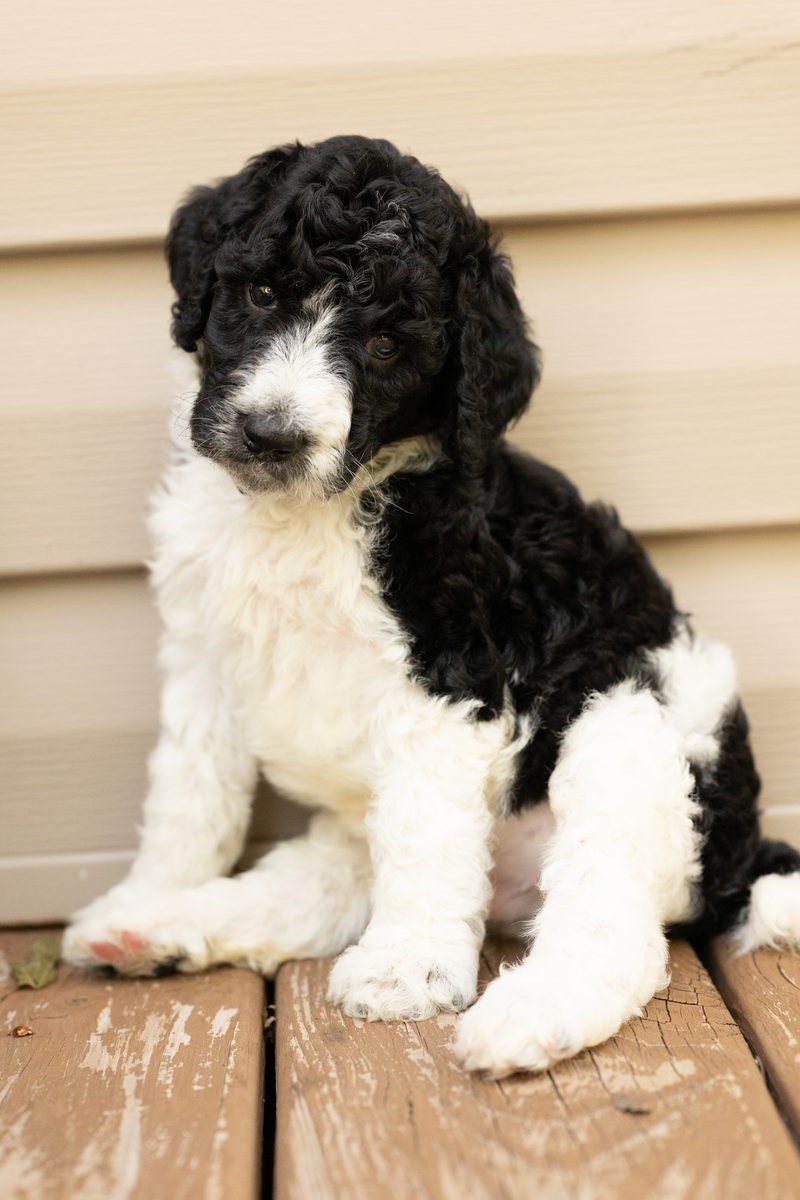 Black and white parti standard poodle boy puppy sitting