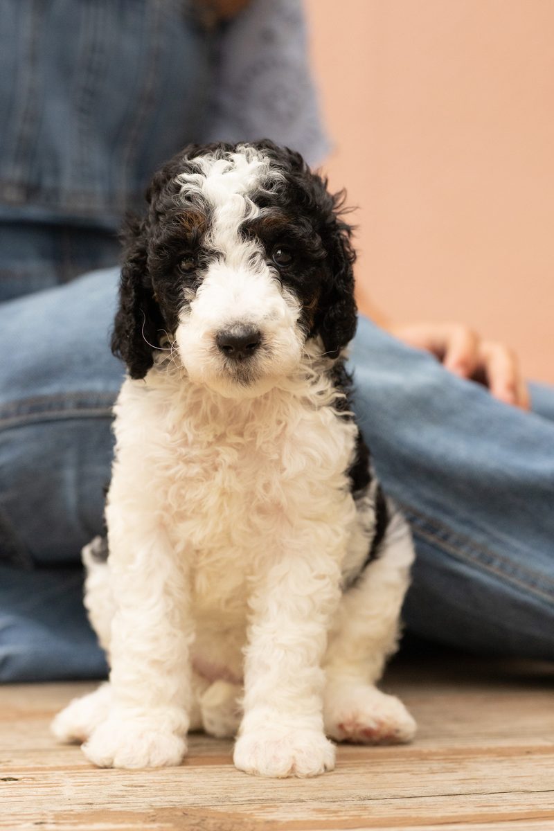 Black and white parti standard poodle girl puppy sitting up
