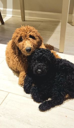 Two poodle pups at home