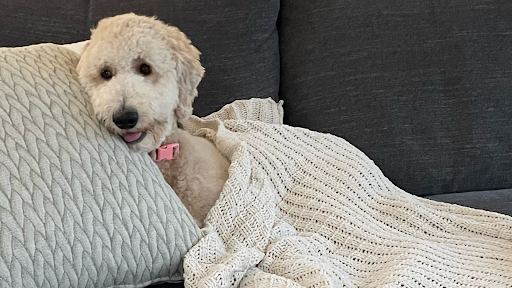 Dolly under her blanket