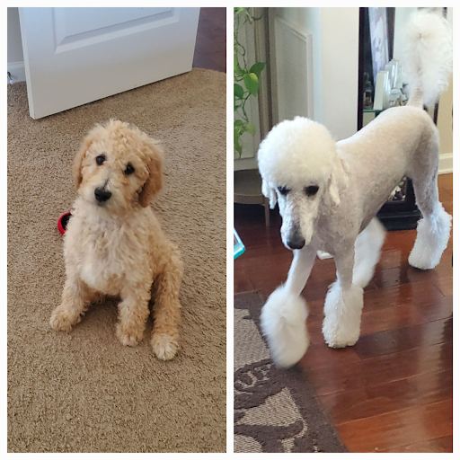 Puppy to adult