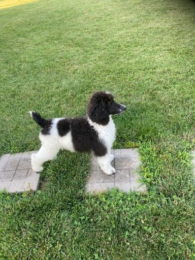 Parti puppy on the grass